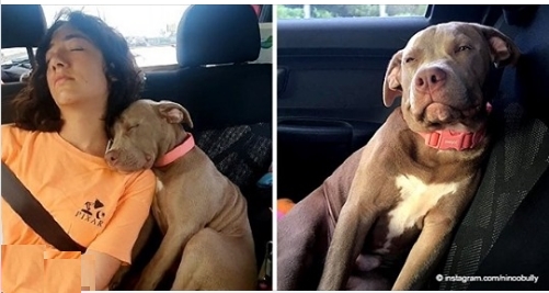 Video von einem süßen Hund, der mit seiner Besitzerin im Auto einschläft, wurde viral